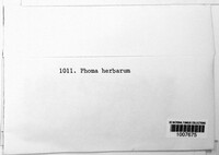 Phoma herbarum image